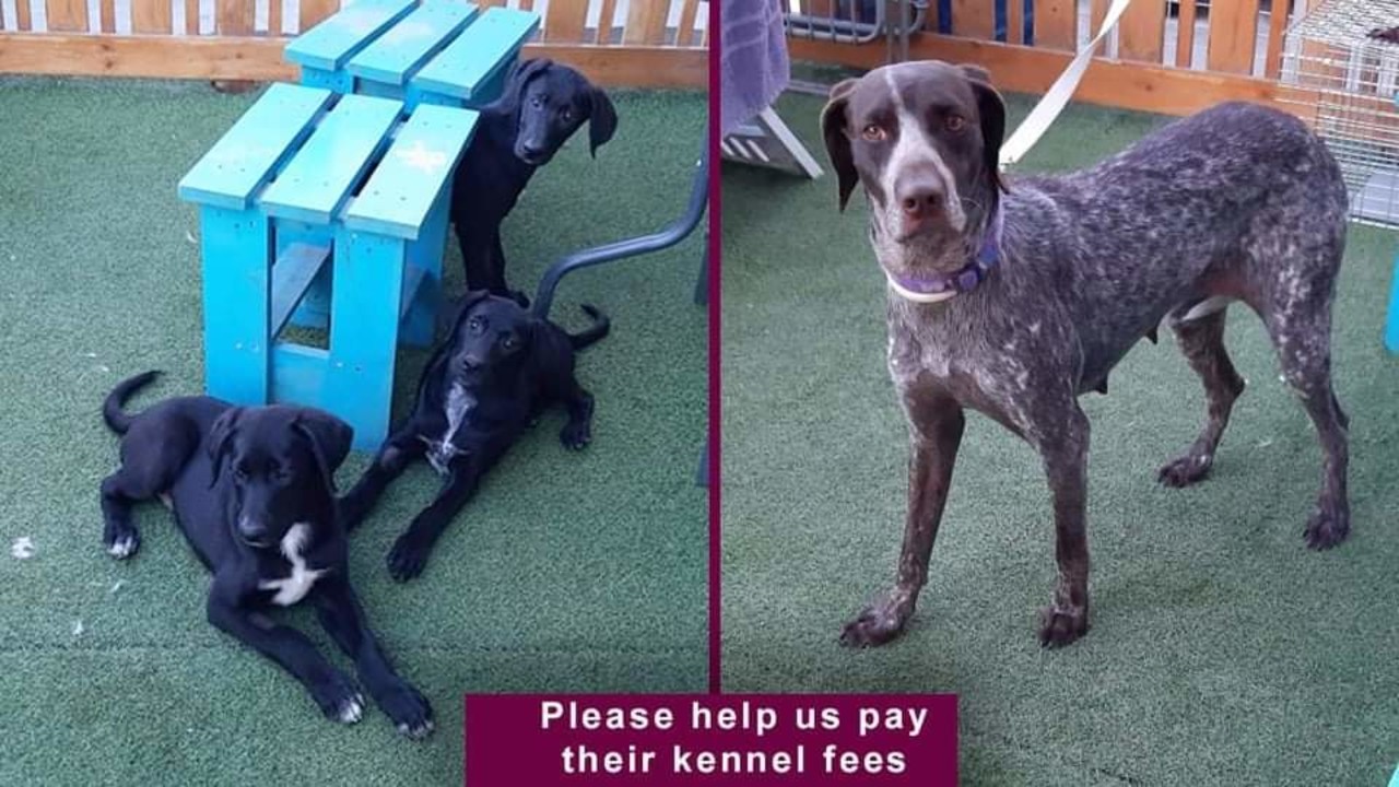 Please help us cover Hera's kennel fees! by P.A.W.S. (Protecting