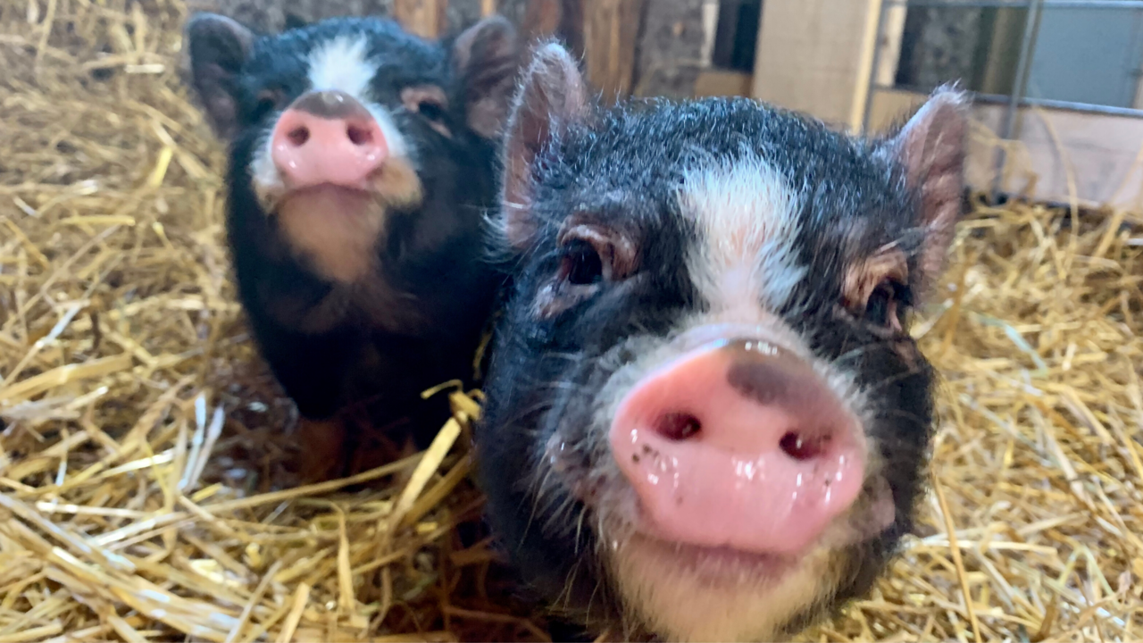 Help "Figgy the Baby Potbelly Pig" with Life-Saving Surgery for