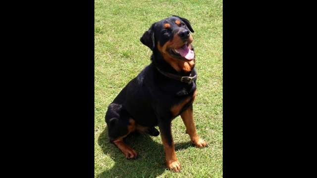 King S Heartworm Treatment By Gulfstream Guardian Angel Rottweiler King S Heartworm Treatment By Gulfstream Guardian Angel Rottweiler Rescue