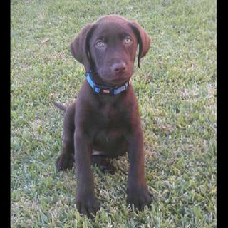 1 year old chocolate hot sale lab