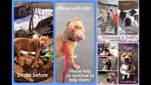 Bully Breed Rescue 2025