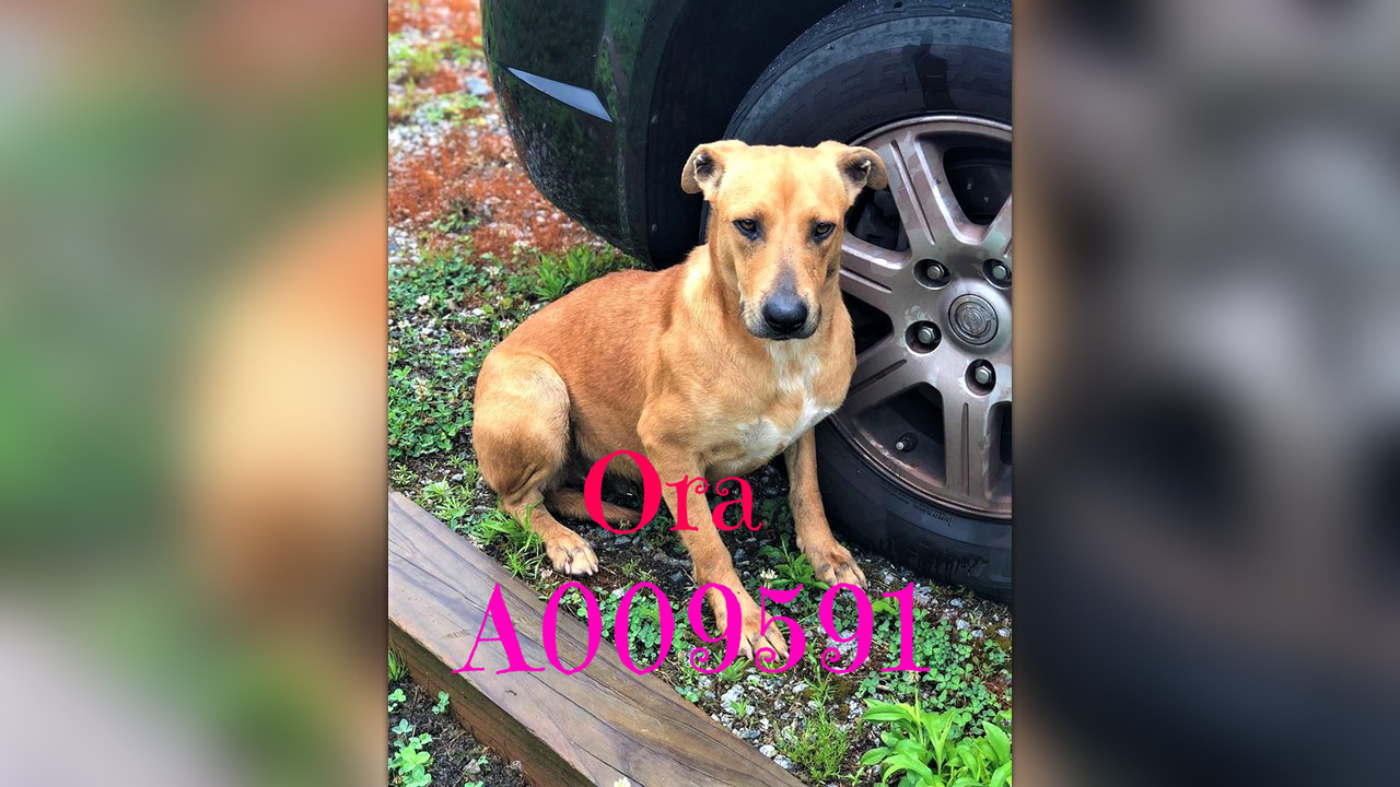 A009591 ORA URGENT List Clayton County AC by Partners for Pets, Inc.