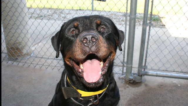 Kilo S Hw Treatment And Entropion Surgery By Gulfstream Guardian Kilo S Hw Treatment And Entropion Surgery By Gulfstream Guardian Angel Rottweiler Rescue