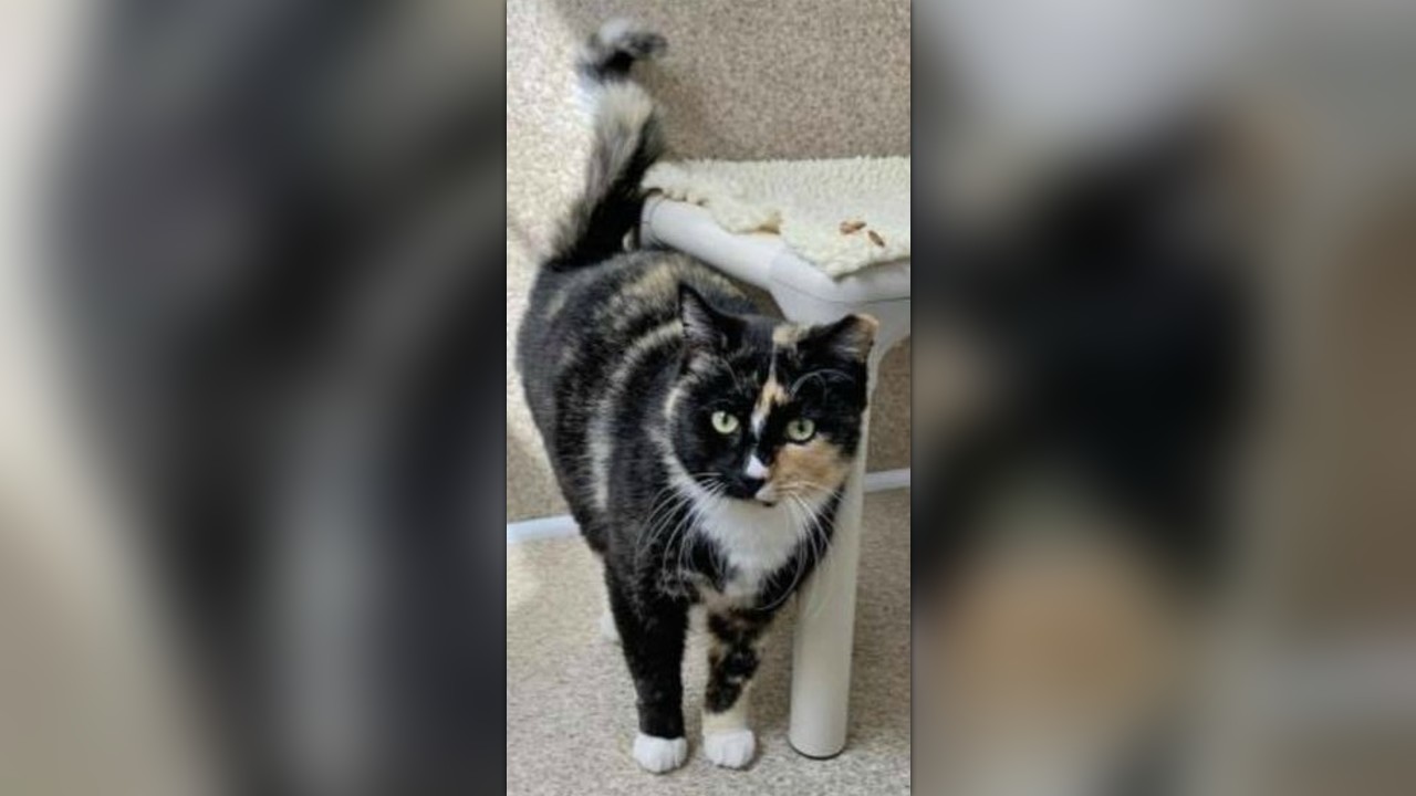 Adult Cat Constantly Passed Over For Kittens Amanda Is Completely Out