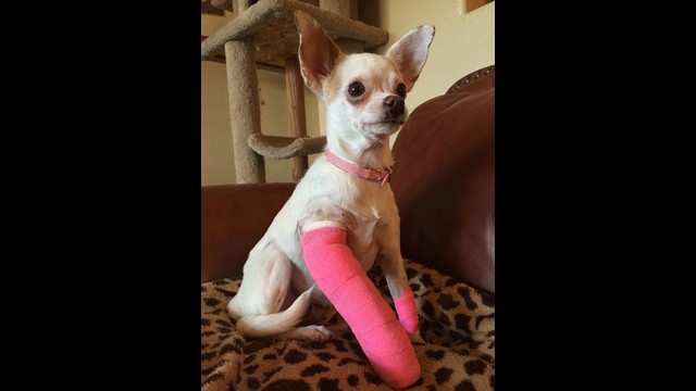 Miss Adele needed surgery to repair a broken leg. by Lap Dog Rescue of New  Mexico