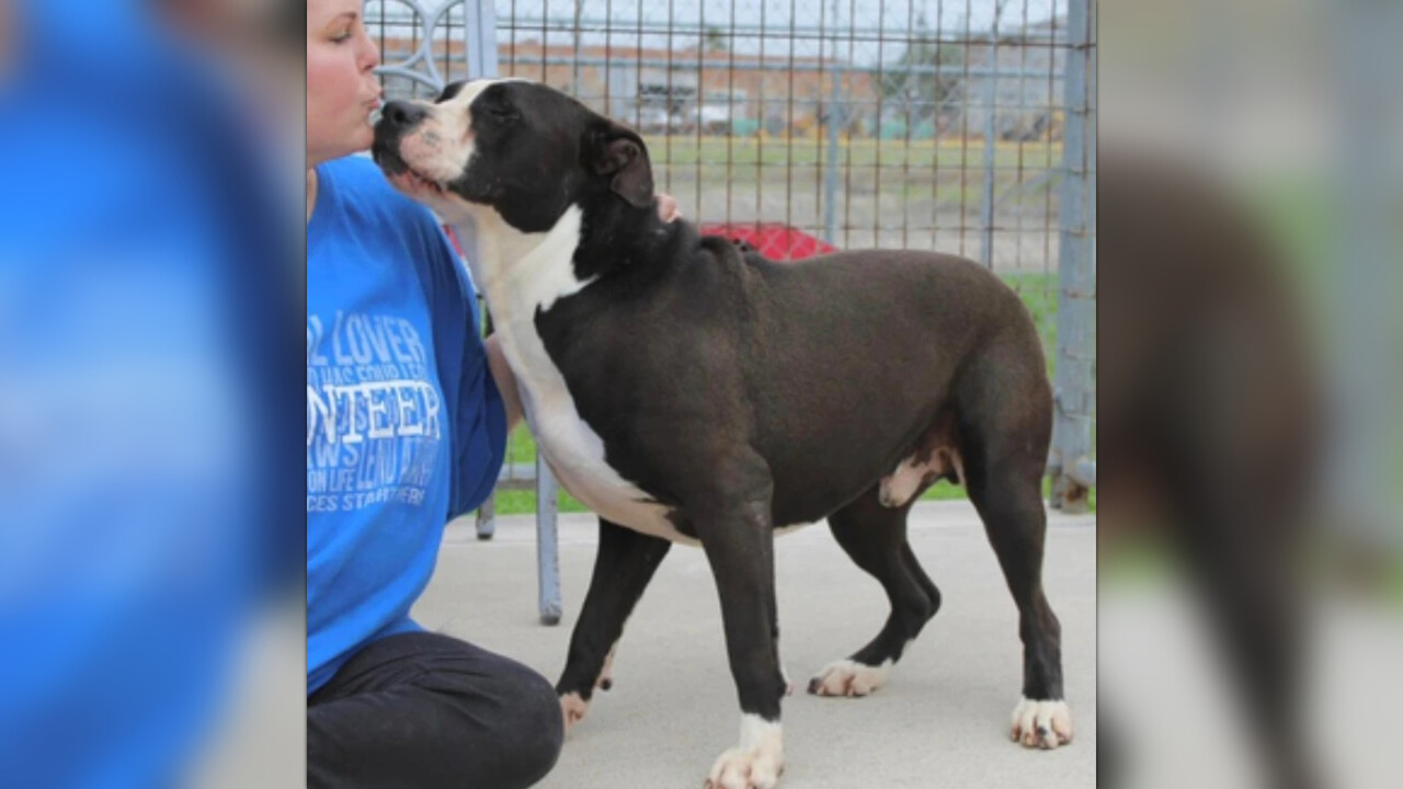 Dog sanctuary for unadoptable sales dogs