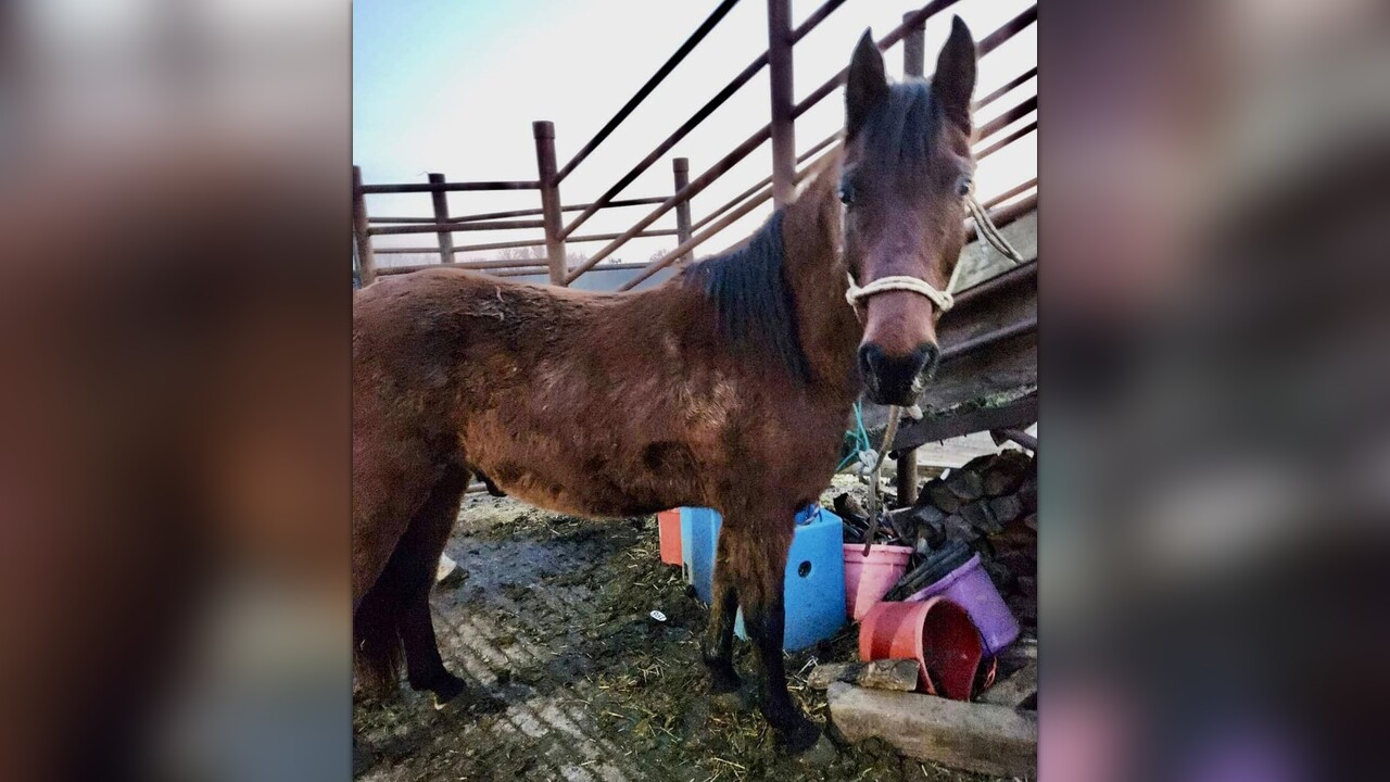 HELP US BRING THESE LAST CHANCE HORSES HOME! by Cottontail Cottage Farm