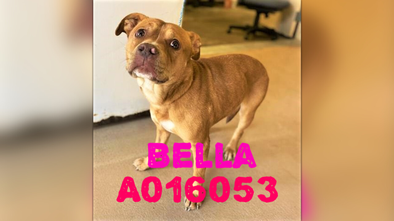 A16053 BELLA URGENT Clayton County Animal Control by Partners for