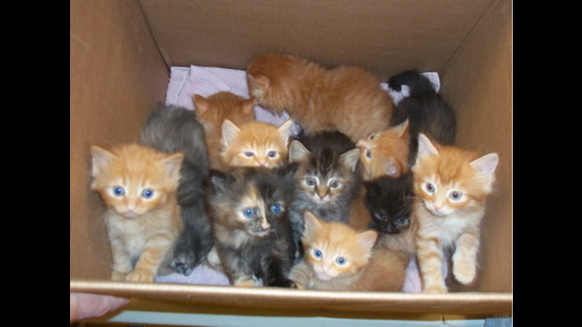 georgian triangle animal shelter