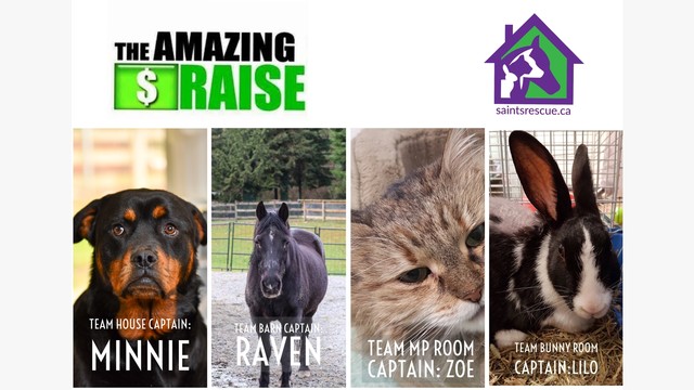 The Amazing Raise 2018: SAINTS Rescue by Senior Animals In Need Today Society The Amazing Raise 2018: SAINTS Rescue by Senior Animals In Need Today Society