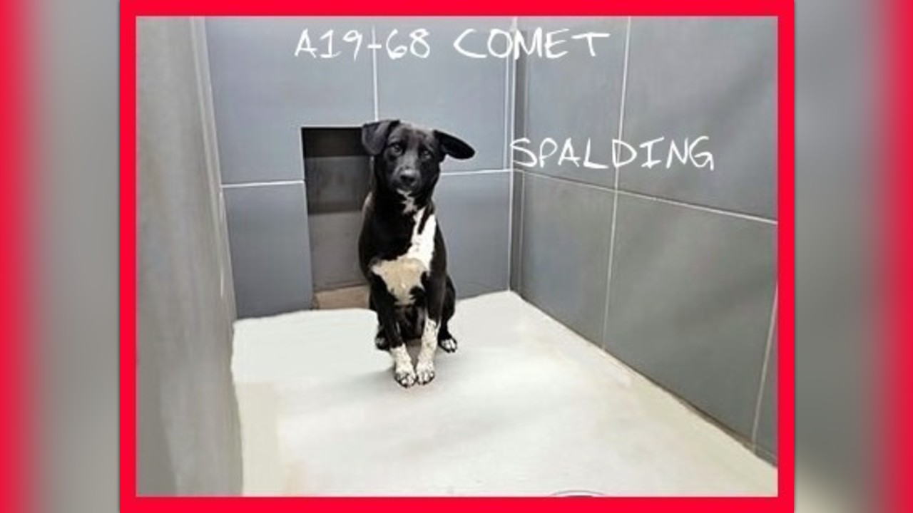 Comet has rescue! by Saving Dogs