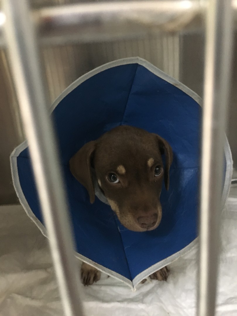 Dachshund Rescue South Florida posted a story update on Madee and Michi