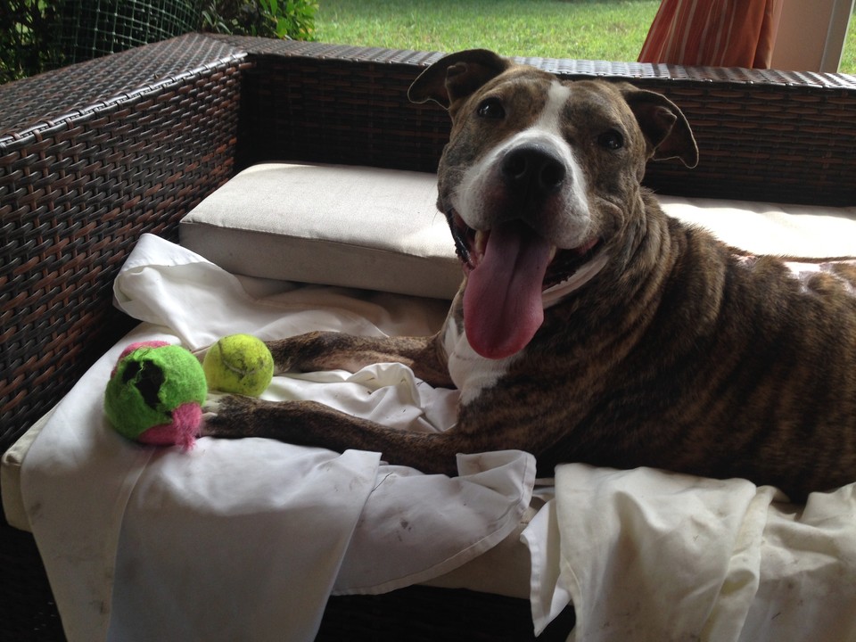 little paws of love rescue