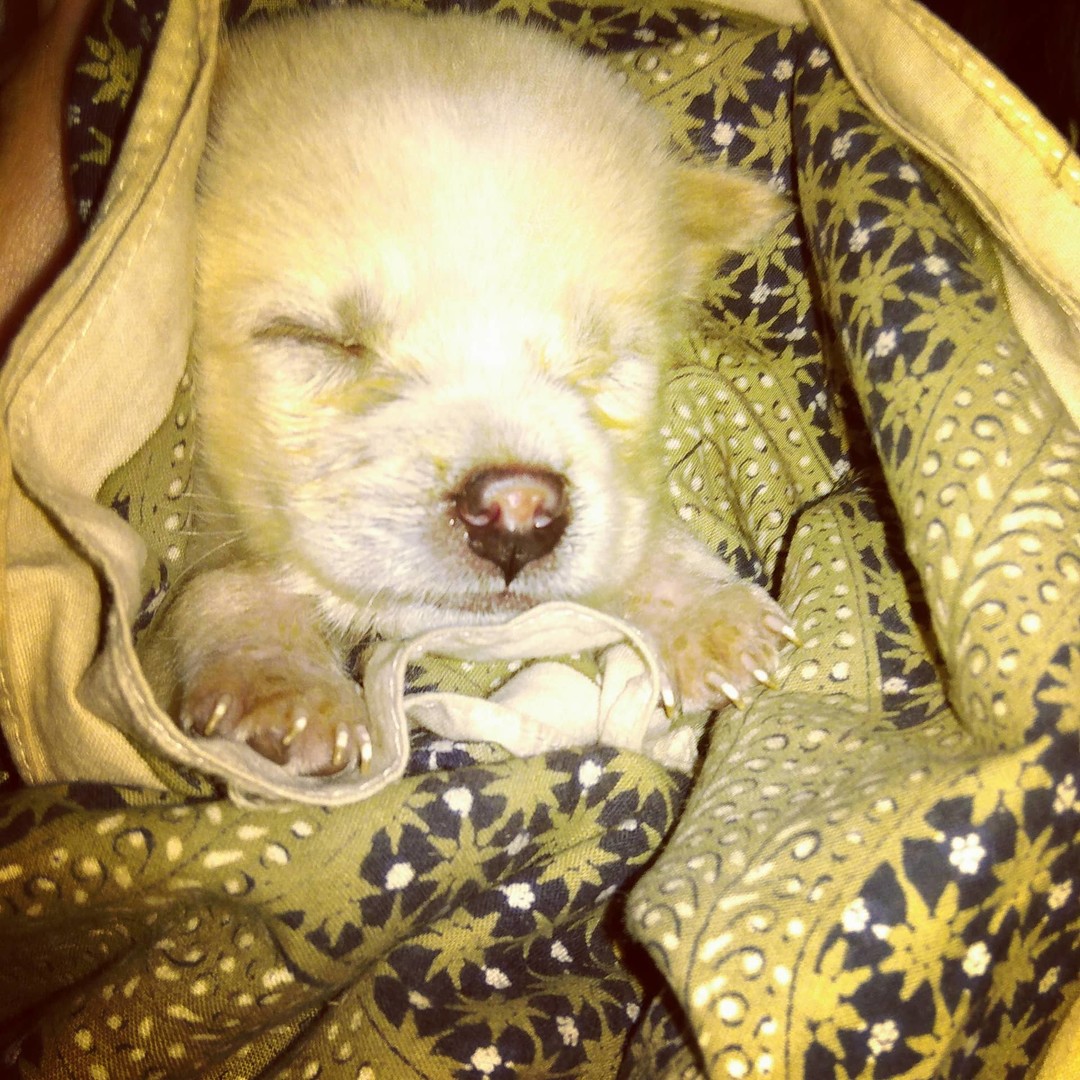 Lauren Truscott posted a story update on Please help save Bali dogs' lives!