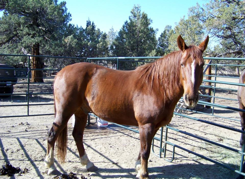 Harmony New Beginnings Animal Rescue posted a story update on Lives are