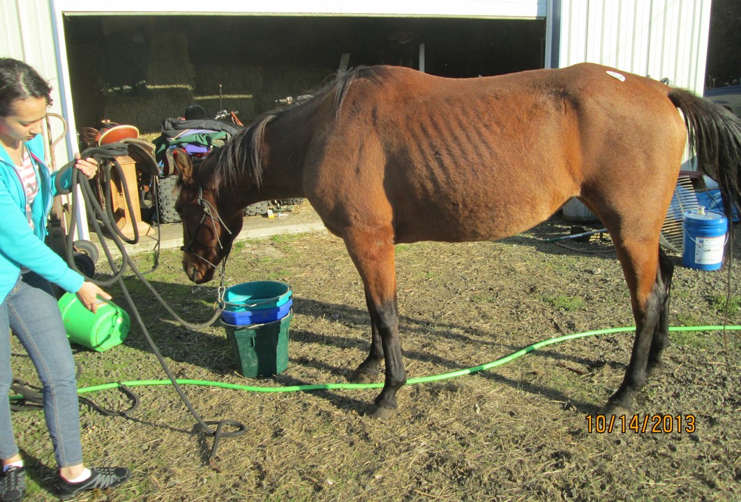 New Beginnings Animal Rescue Alberta at Robert Mook blog