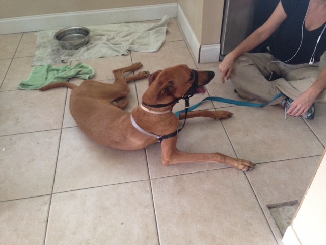 little paws of love rescue