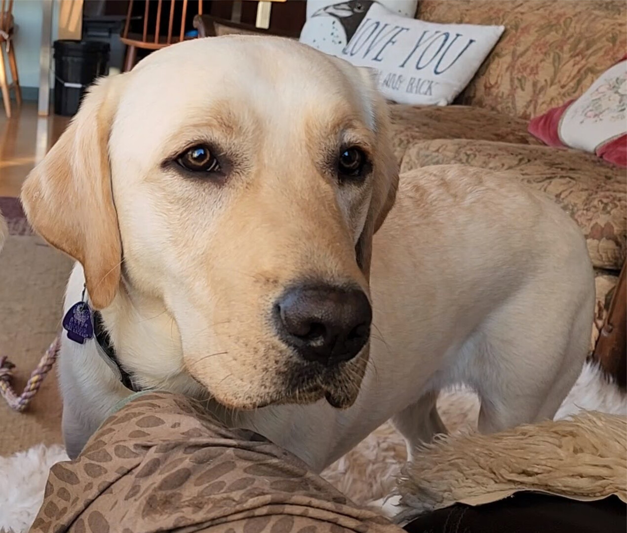 Yellow Lab Large Pillow