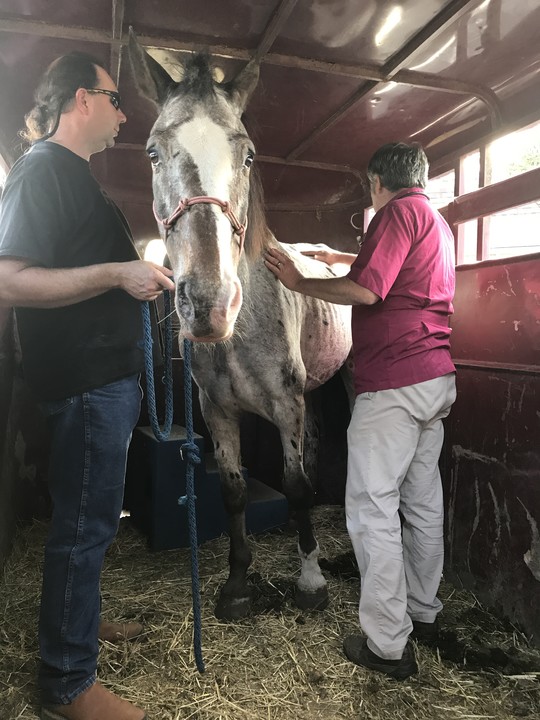 Harmony New Beginnings Animal Rescue posted a story update on Elvis