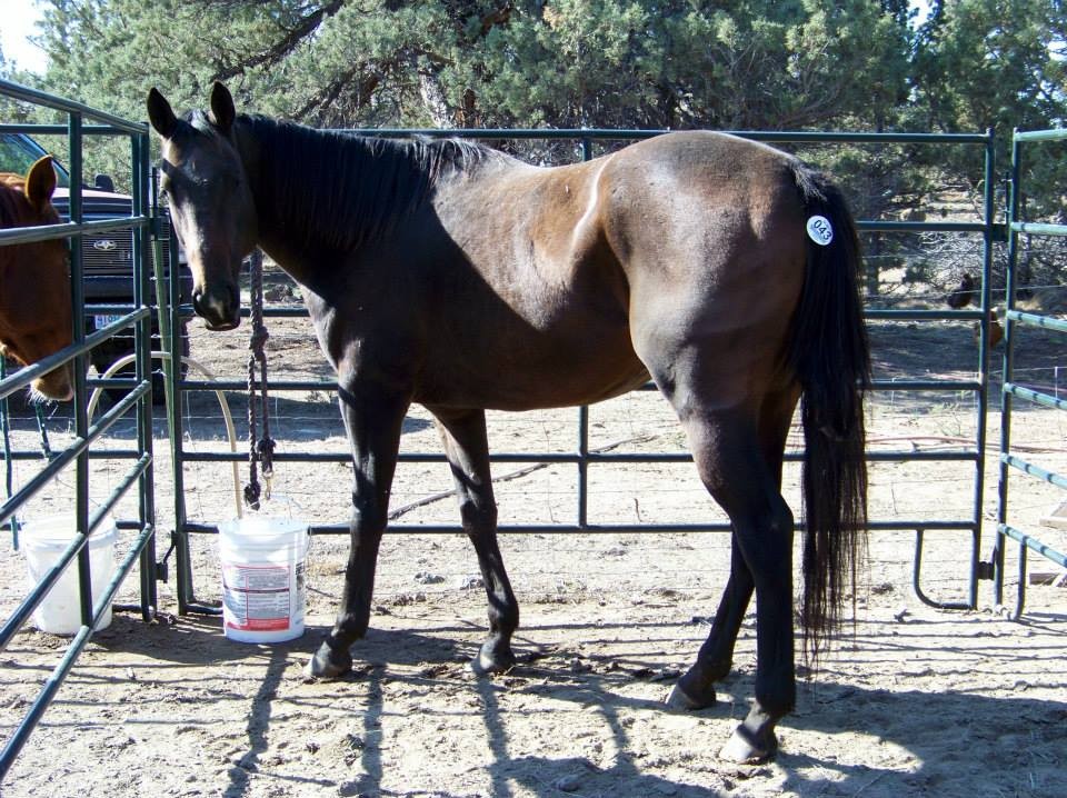 Harmony New Beginnings Animal Rescue posted a story update on Lives are