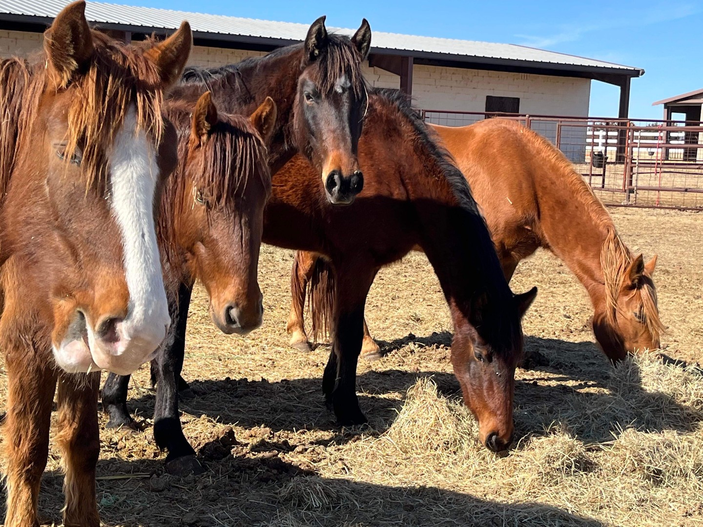 RJF Equine posted a story update on ‼️HELP RJF EQUINE RESCUE SAVE 3