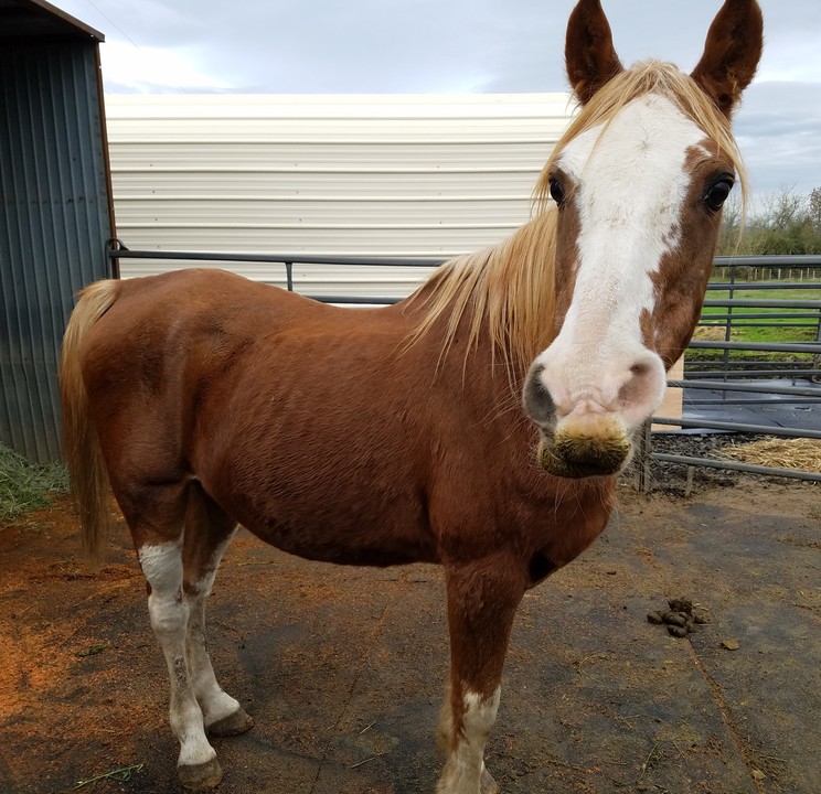 Harmony New Beginnings Animal Rescue posted a story update on Please