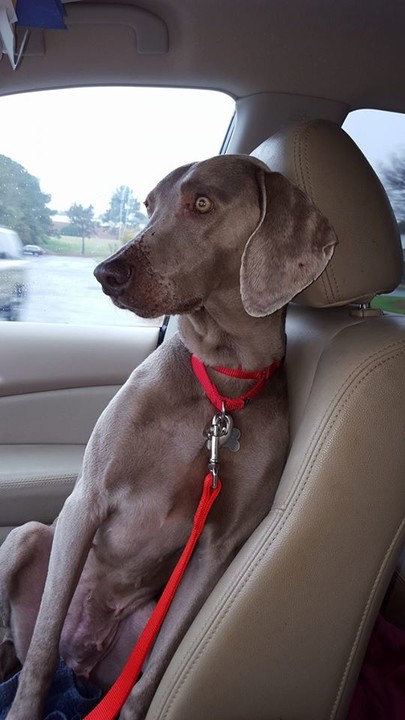 Central Florida Weimaraner & Dog Rescue DBA Lifeline Dog ...