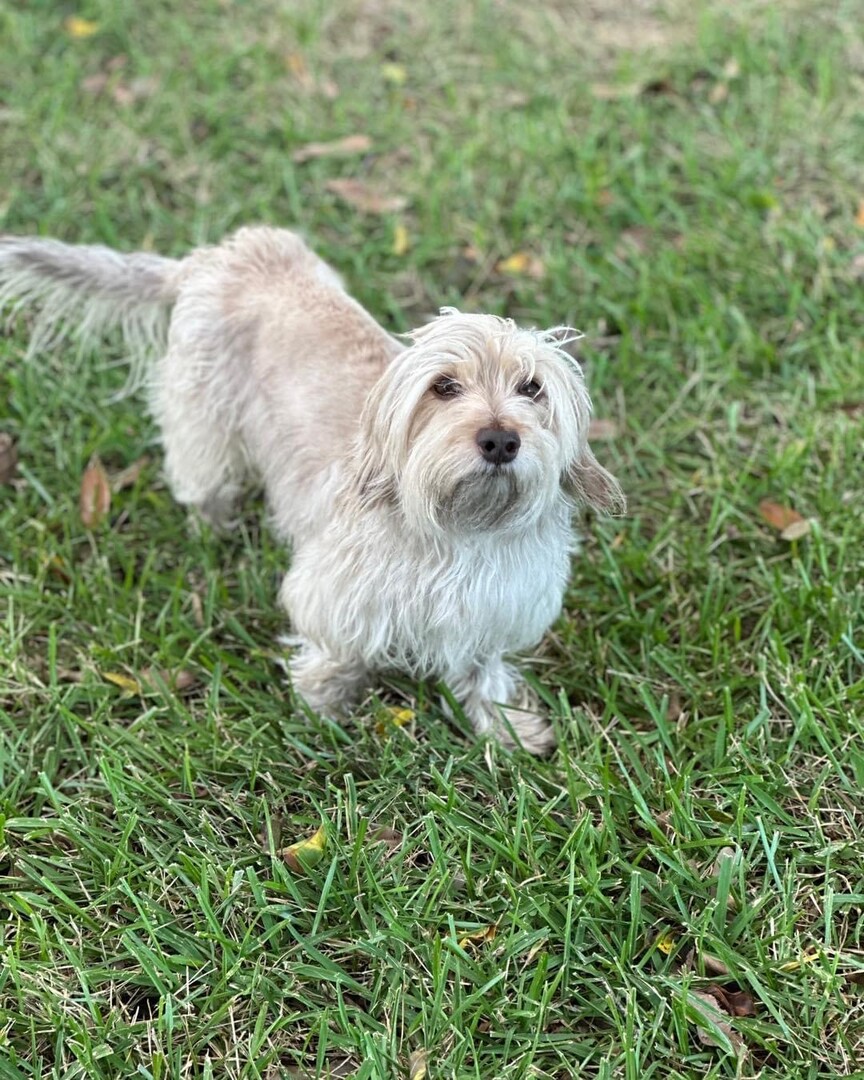 Dachshund Bichon Mix A Comprehensive Guide to the Lively and Loving Doxiechon