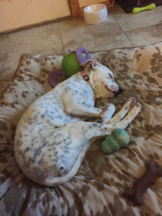 blue angel weimaraner rescue