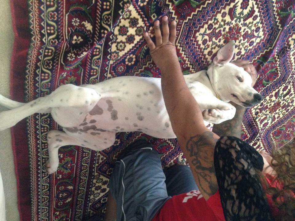 blue angel weimaraner rescue