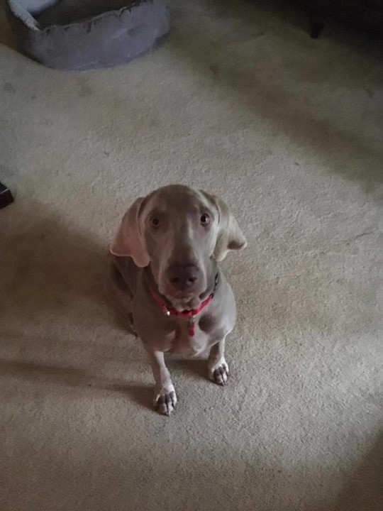 blue angel weimaraner rescue