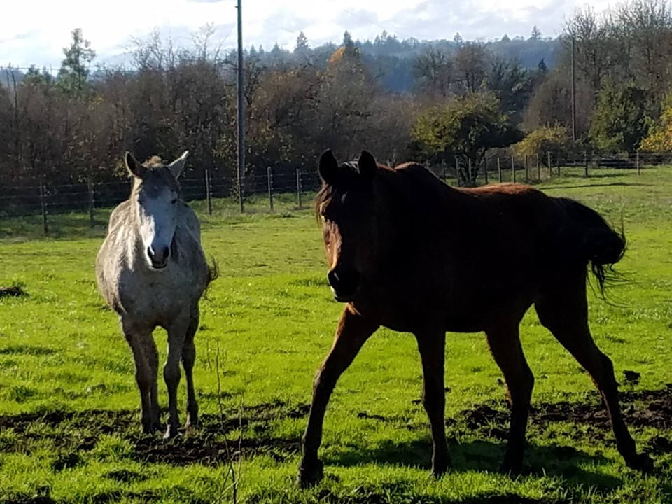 Harmony New Beginnings Animal Rescue posted a story update on Please