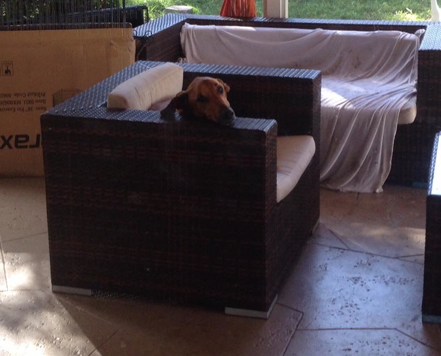 little paws of love rescue