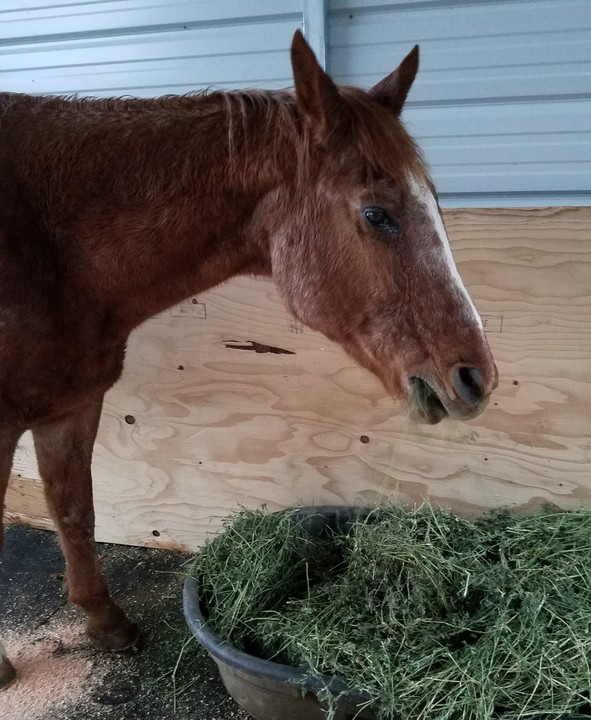 Harmony New Beginnings Animal Rescue posted a story update on Please