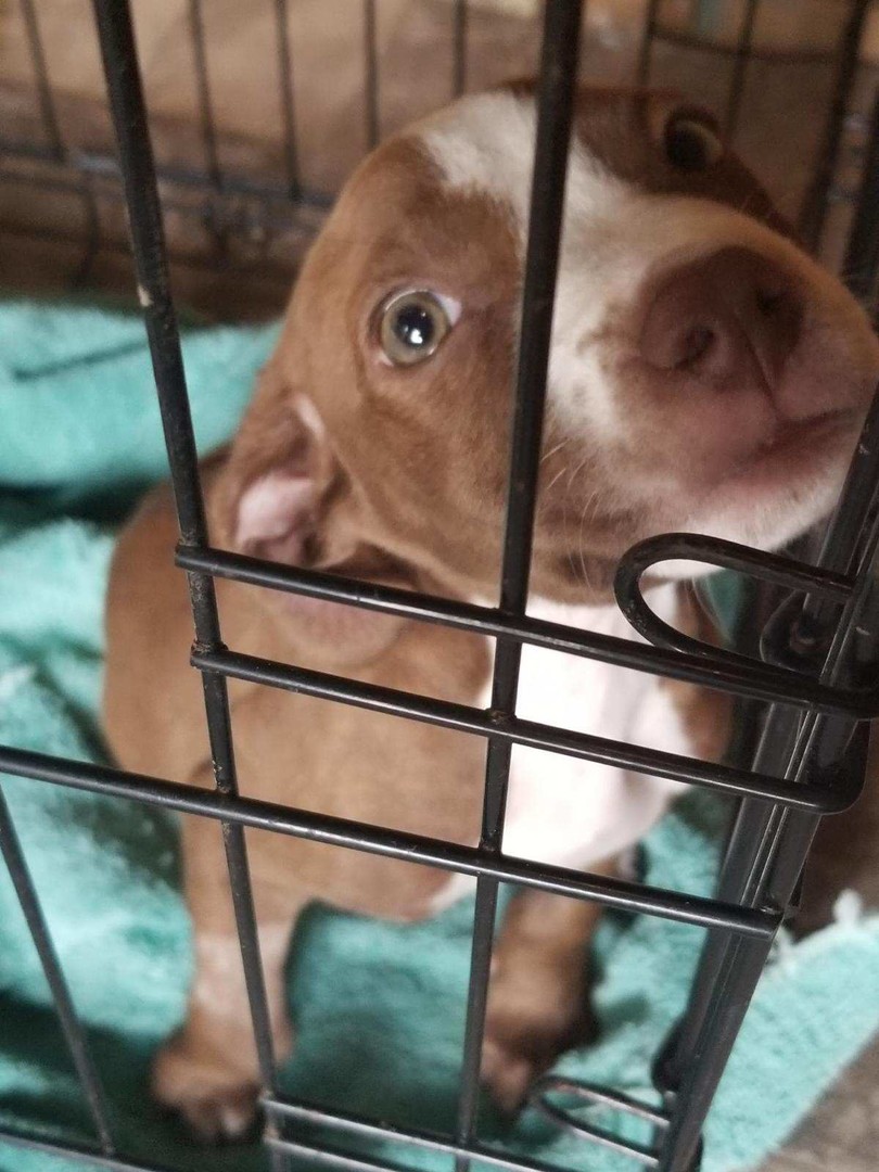 Cherokee Humane Society posted a story update on Parvo Puppies