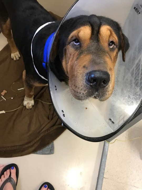 Lucky Dog Rescue, Inc posted a story update on Dave the Shar Pei mix