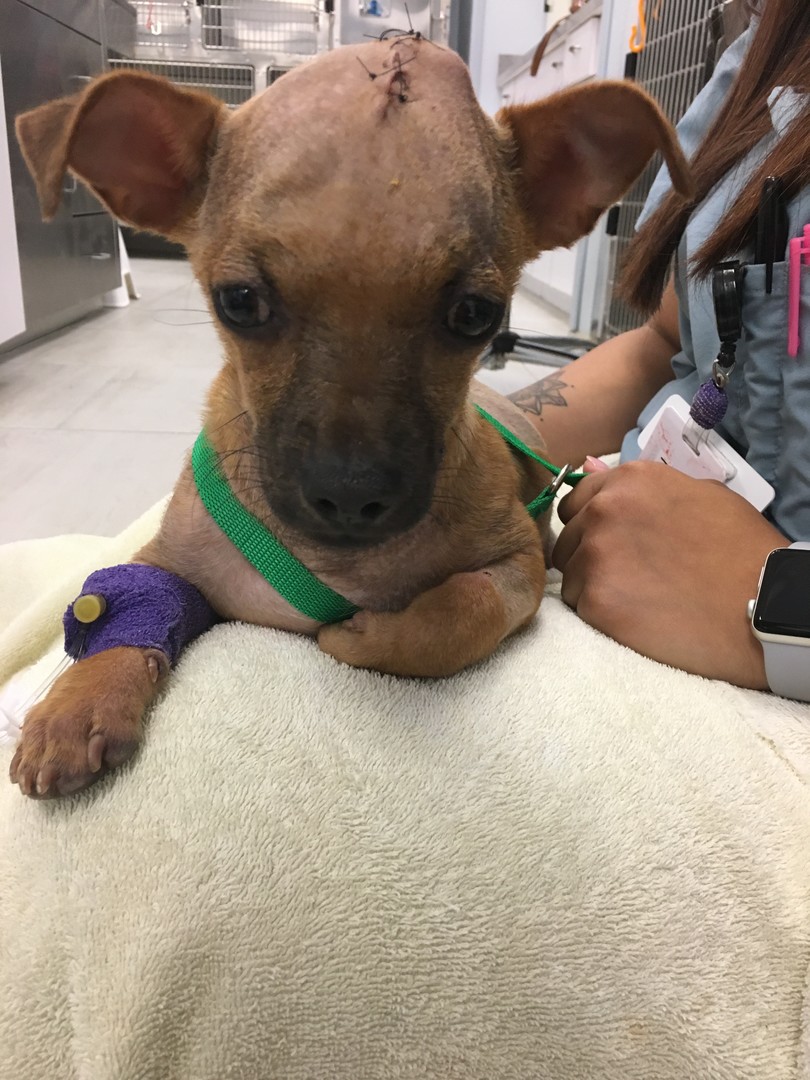 Dachshund Rescue South Florida posted a story update on ...