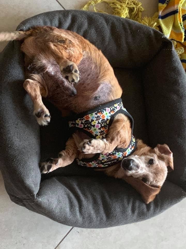 Dachshund Rescue South Florida posted a story update on Cabot Needed a