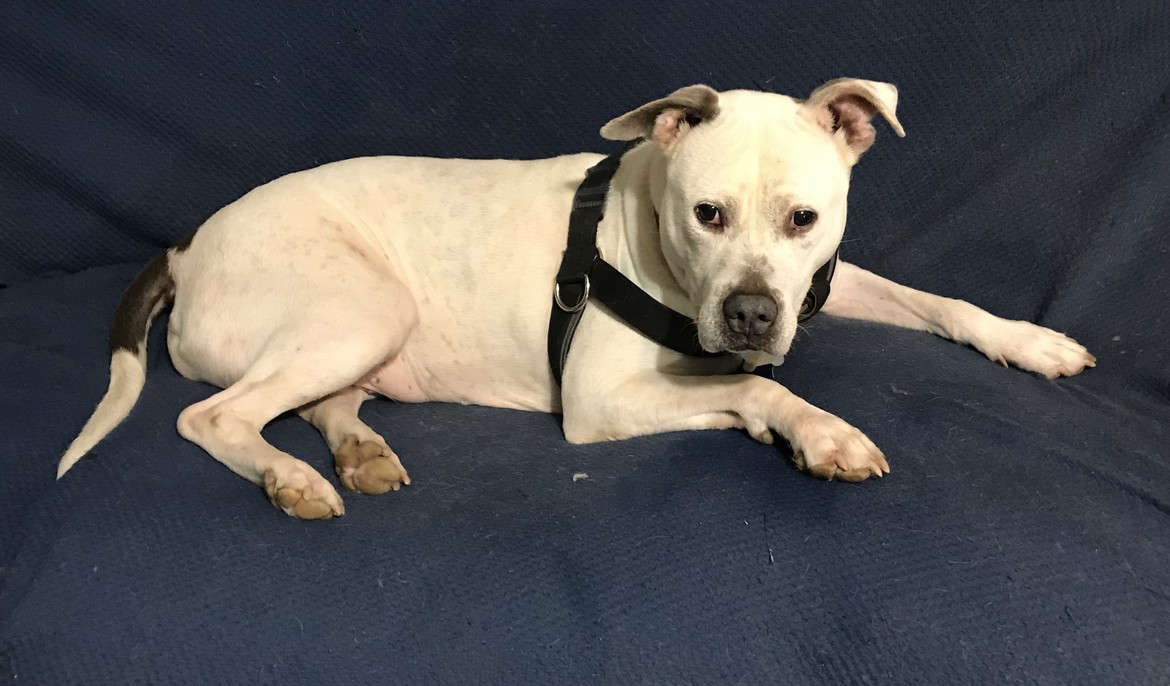 Hercules- 5 year old, special needs boy.