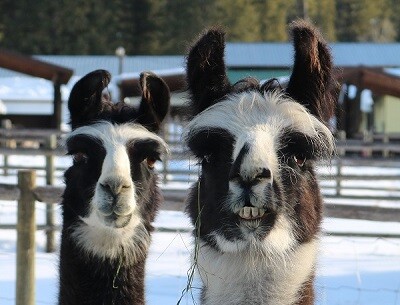 Bella and Rico have retired to The Llama Sanctuary