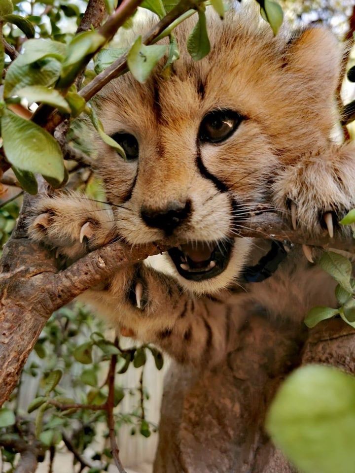 Cheeky cheetah cub