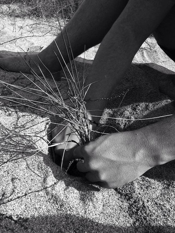 Replantage d'oyat, plante servant pour conserver les dunes. Replantage d'oyat, plante servant pour conserver les dunes.