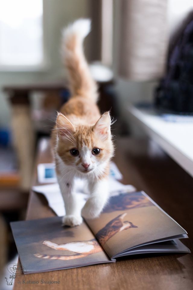 This cute baby is standing on the magazine which has an article about the shelter!