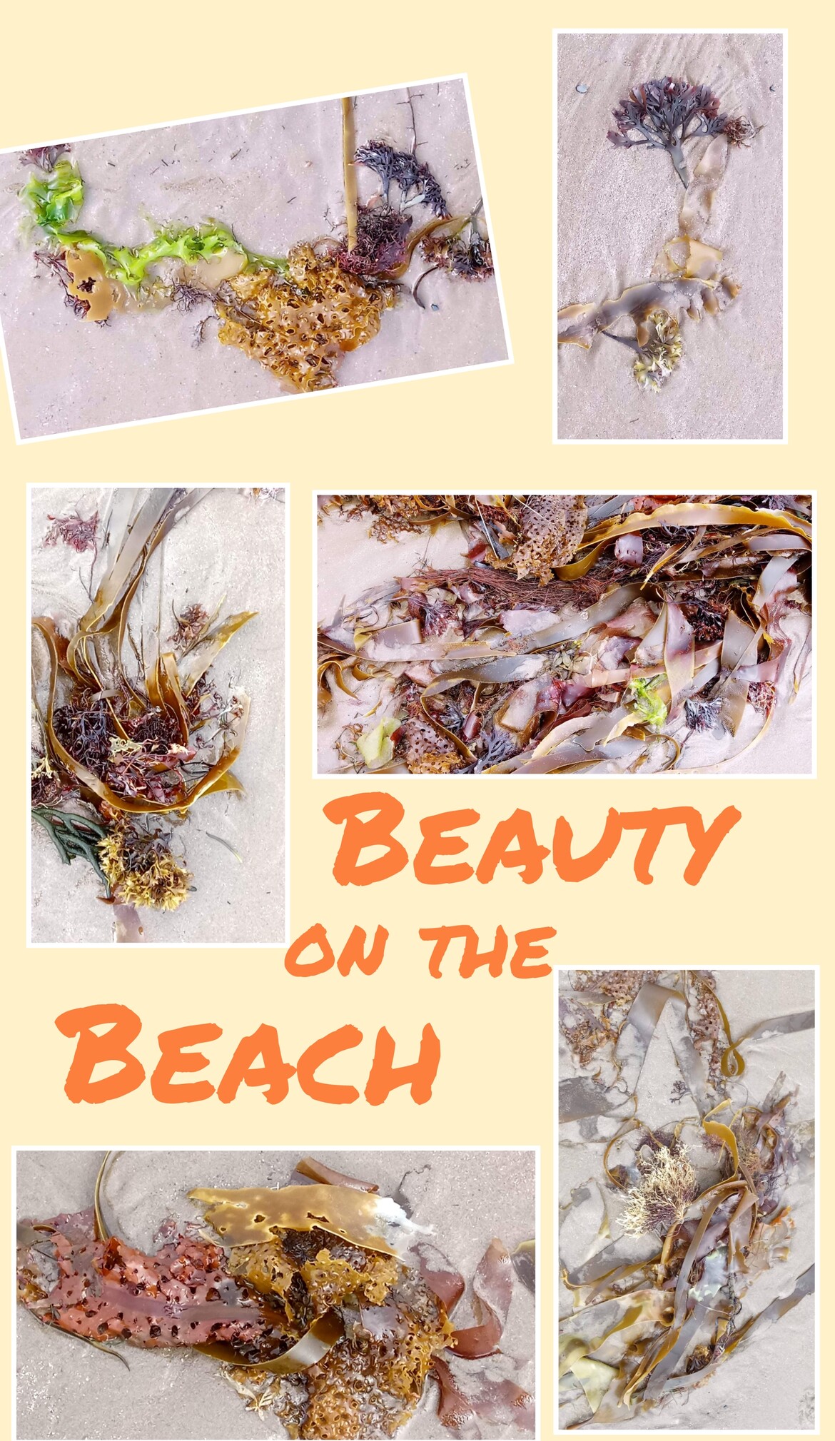 Beauty on the Beach