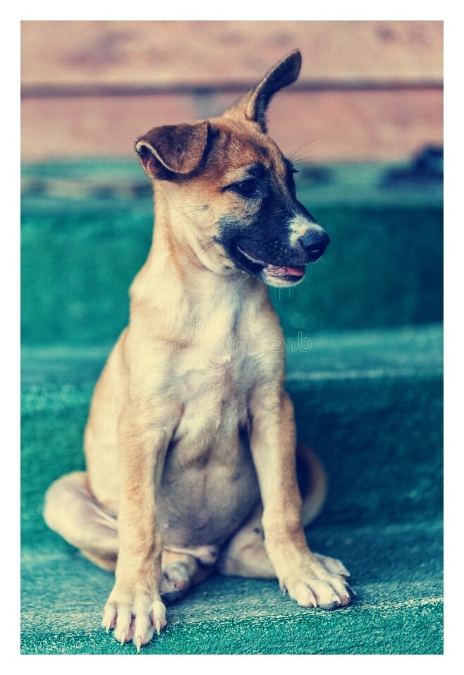 Sonny, one of the latest additions 🙂