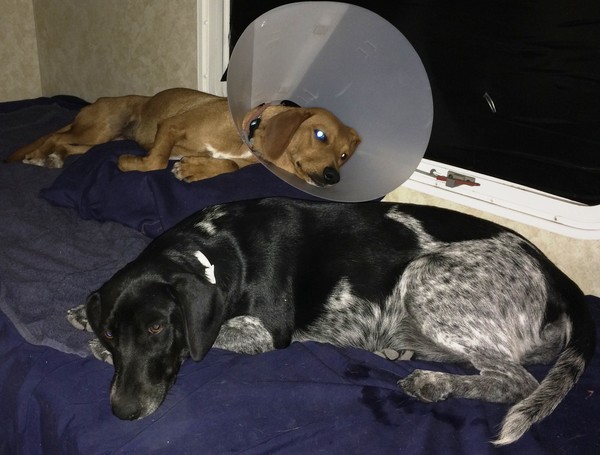 Nursing Cagney after initial surgery in Runge TX (with her close buddy Lacey)