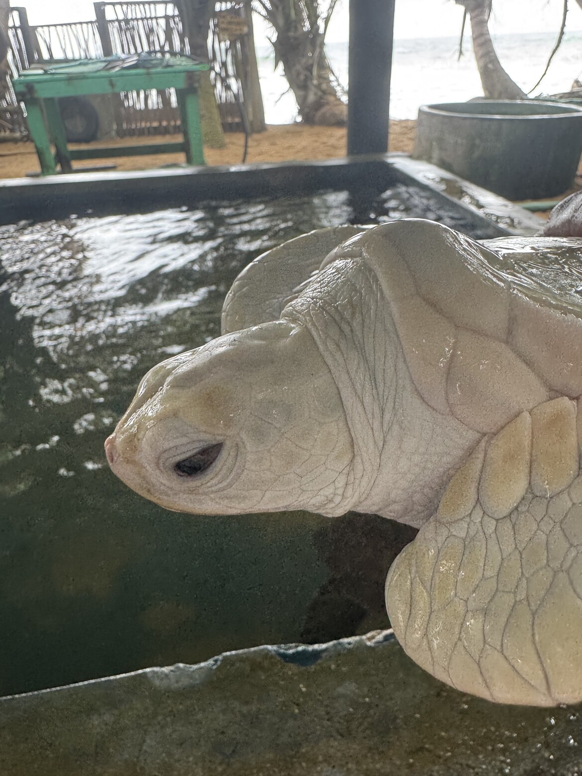 Lucky the Albino Sea Turtle