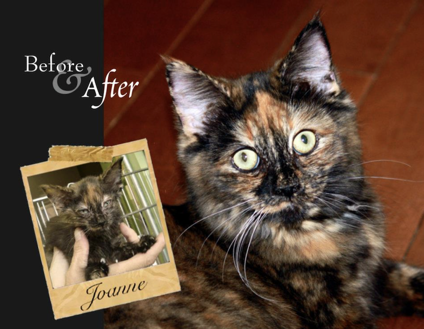 Joanne — one of many rescue transformations made possible through community support. 🐾