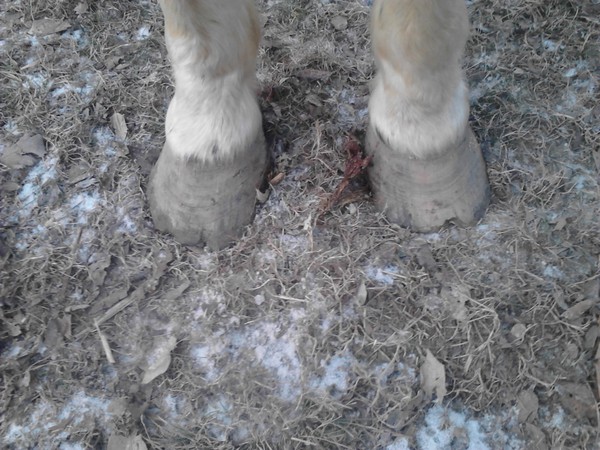 Judy's front hooves