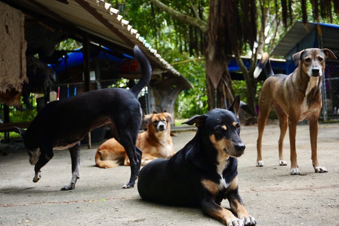 Headrock Dogs Rescue Association